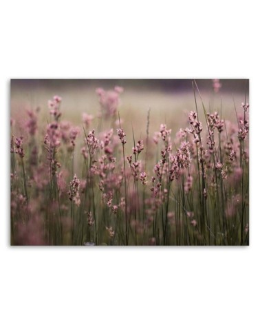 Dekoratives Leinwandbild - Rosa Feldblumen | Feeby