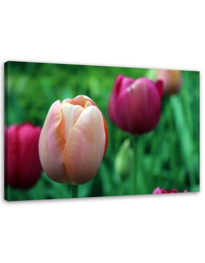 Leinwandbild - Rosa Tulpen | Feeby