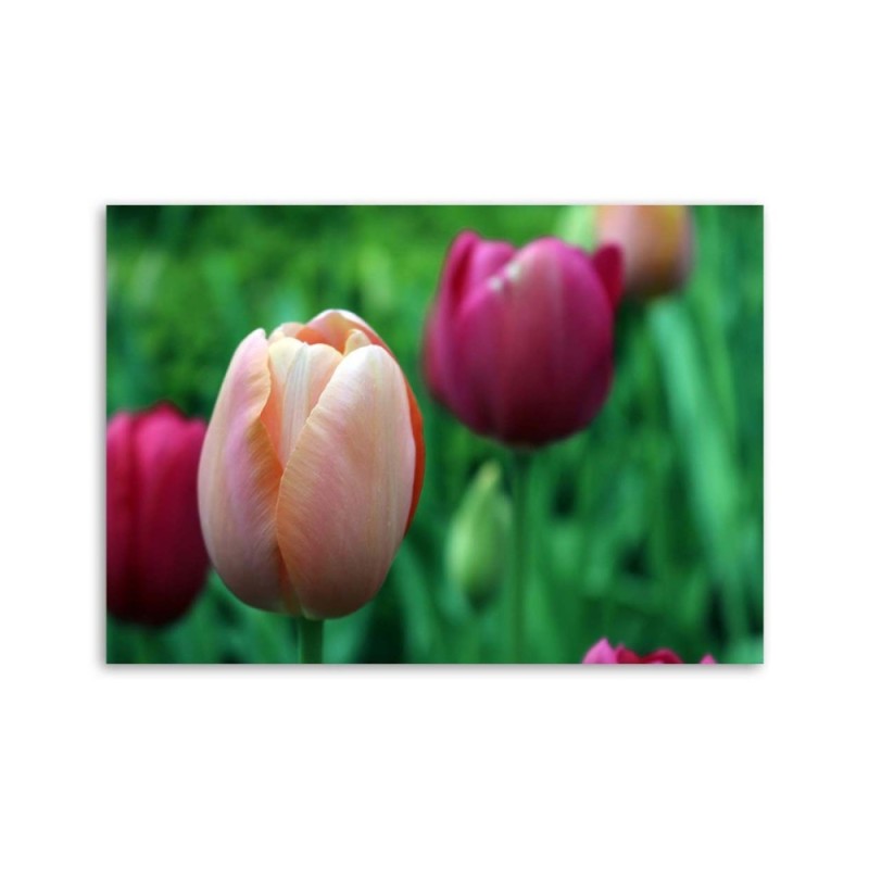 Leinwandbild - Rosa Tulpen | Feeby