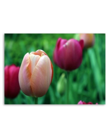 Leinwandbild - Rosa Tulpen | Feeby
