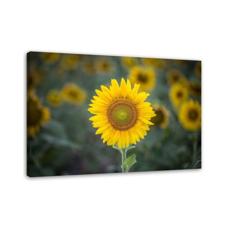 Leinwandbild - Junge Sonnenblume | Feeby