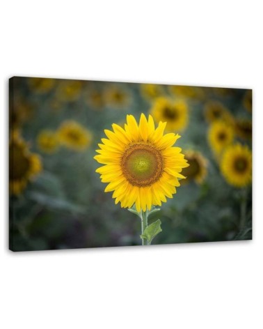 Leinwandbild - Junge Sonnenblume | Feeby