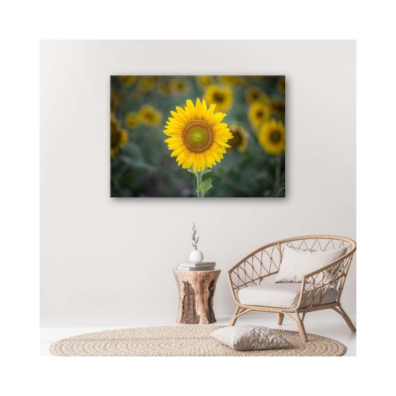 Leinwandbild - Junge Sonnenblume | Feeby