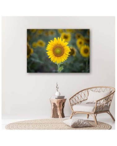 Leinwandbild - Junge Sonnenblume | Feeby
