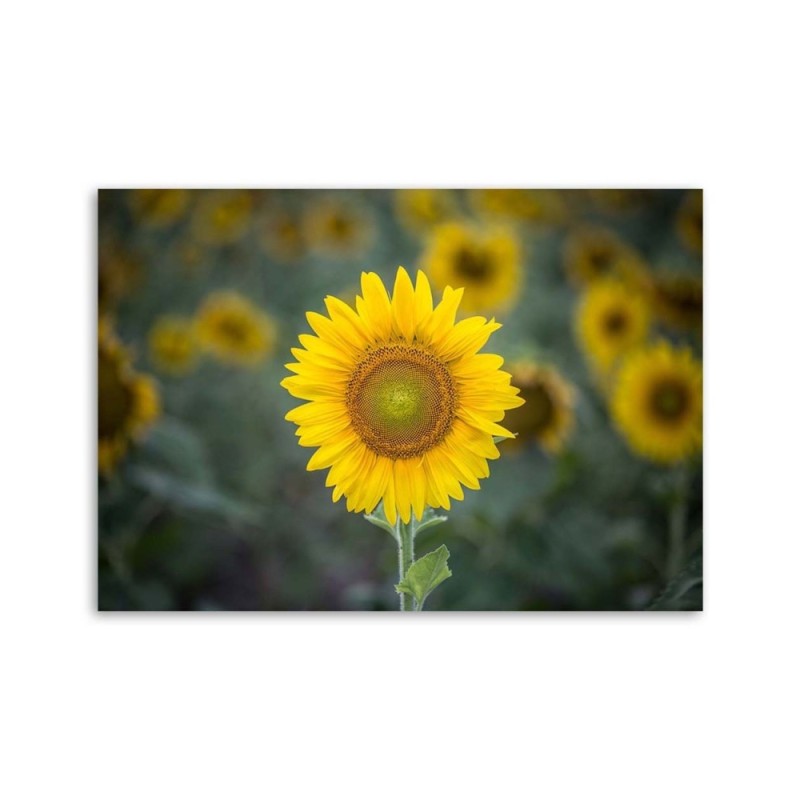 Leinwandbild - Junge Sonnenblume | Feeby