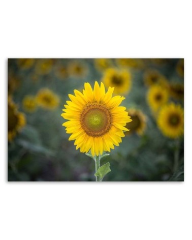 Leinwandbild - Junge Sonnenblume | Feeby