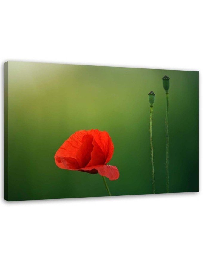 Obraz na płótnie canvas - Mak na zielonym tle | FEEBY