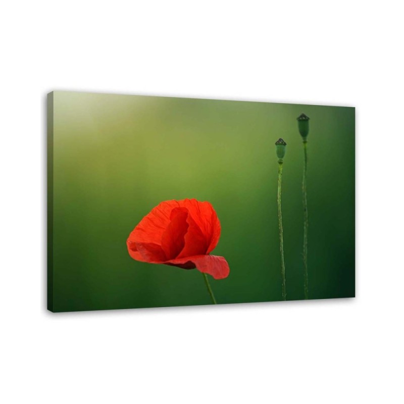 Leinwandbild - Mohnblume auf grünem Hintergrund | Feeby