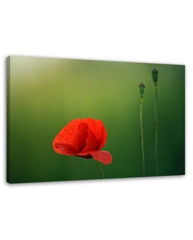 Canvas print - Poppy on green background | FEEBY