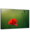 Canvas print - Poppy on green background | FEEBY