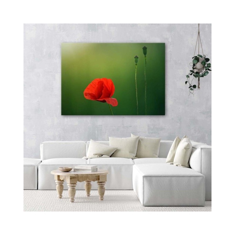 Leinwandbild - Mohnblume auf grünem Hintergrund | Feeby