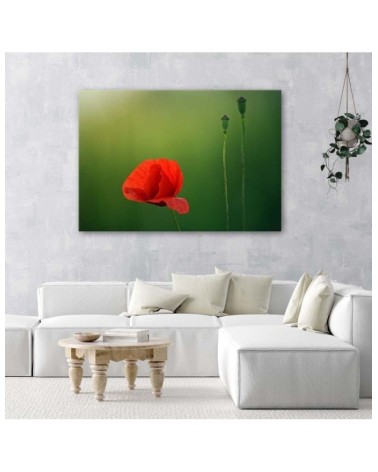 Leinwandbild - Mohnblume auf grünem Hintergrund | Feeby
