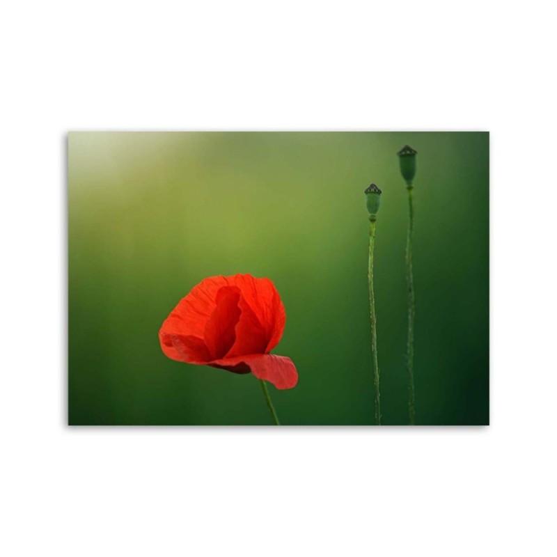 Leinwandbild - Mohnblume auf grünem Hintergrund | Feeby
