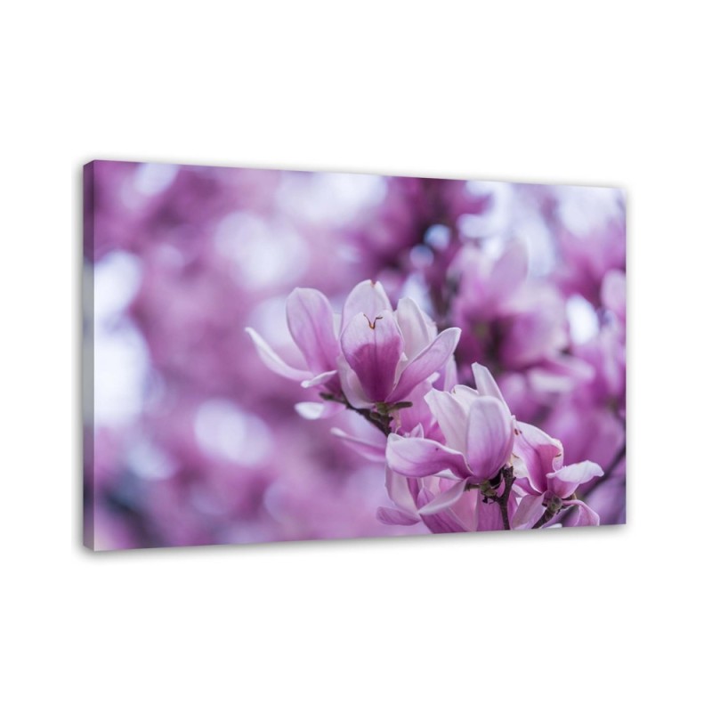 Nowoczesny obraz do salonu - Kwiaty magnolii | FEEBY