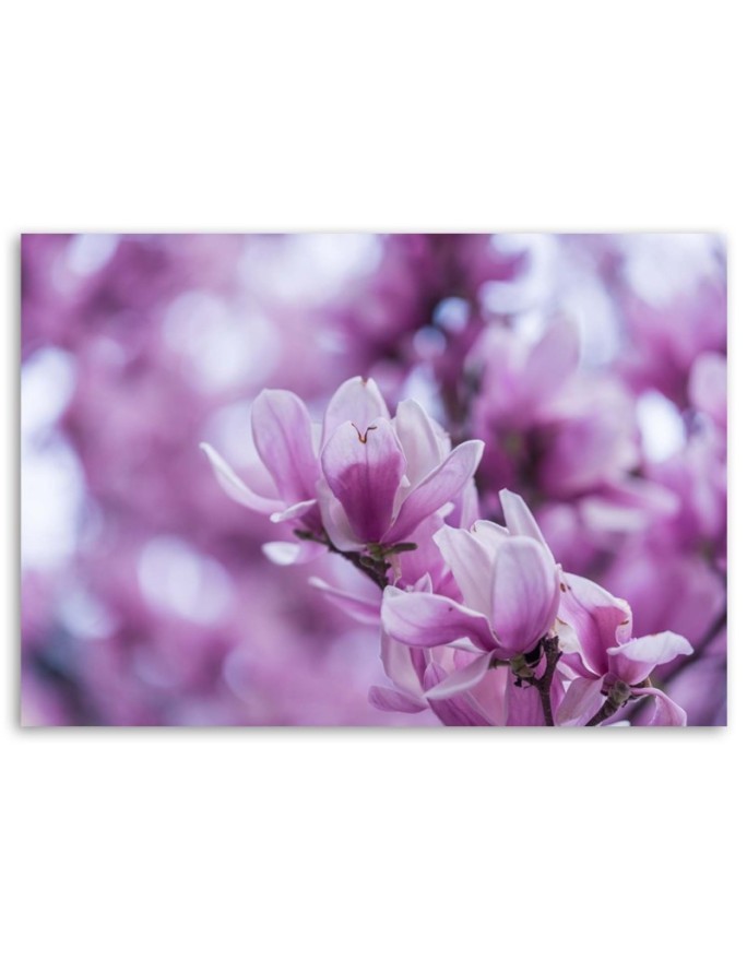 Nowoczesny obraz do salonu - Kwiaty magnolii | FEEBY