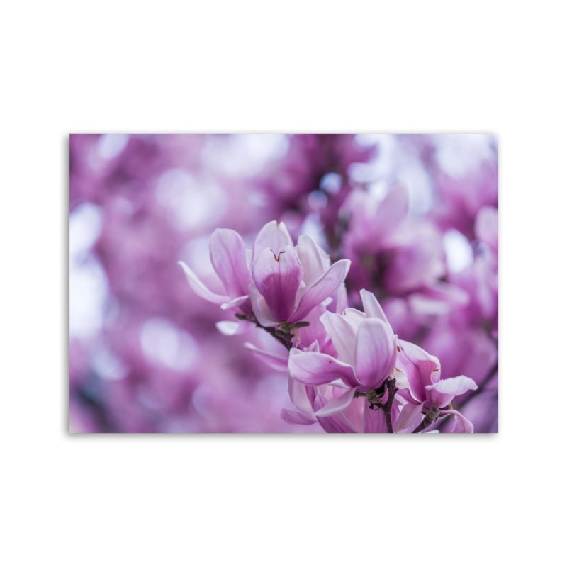 Wandbild für Wohnzimmer - Magnolienblüten | Feeby