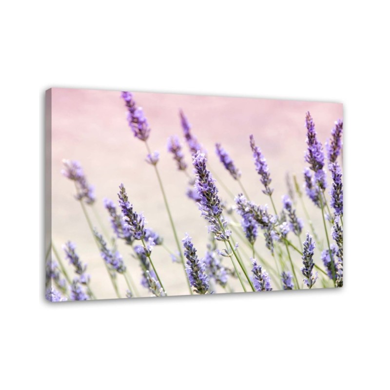 Leinwandbild - Lavendelblüten | Feeby