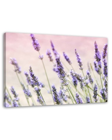 Canvas prints for living room - Lavender flowers | FEEBY