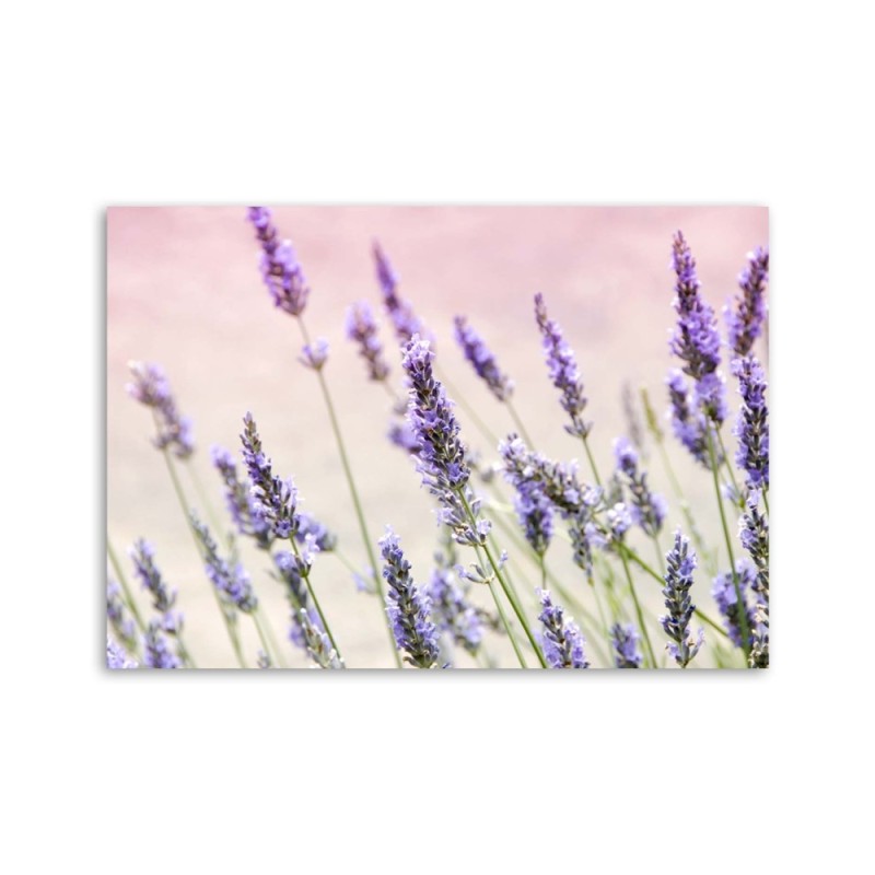 Leinwandbild - Lavendelblüten | Feeby