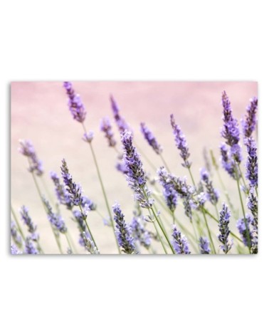 Leinwandbild - Lavendelblüten | Feeby
