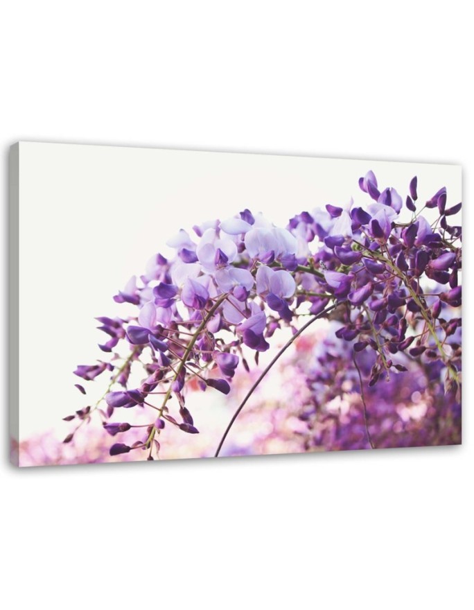 Obraz na płótnie canvas - Liliowe kwiaty glicynii | FEEBY