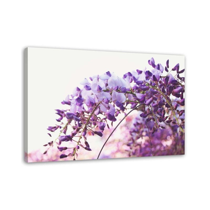 Obraz na płótnie canvas - Liliowe kwiaty glicynii | FEEBY