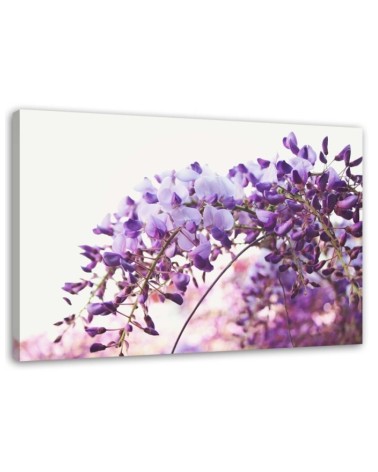Obraz na płótnie canvas - Liliowe kwiaty glicynii | FEEBY