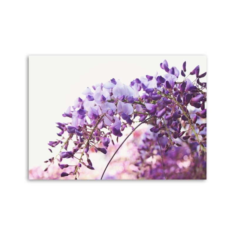 Leinwanddruck - Fliederblüten von Glycinen | Feeby