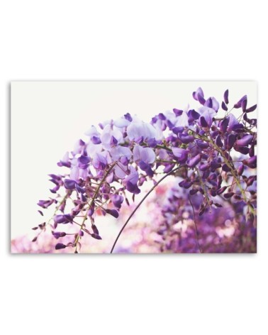 Leinwanddruck - Fliederblüten von Glycinen | Feeby