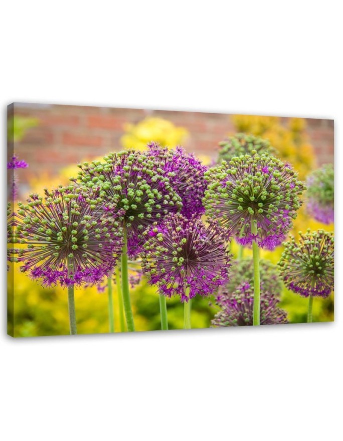 Leinwandbild - Zierlauch | Feeby