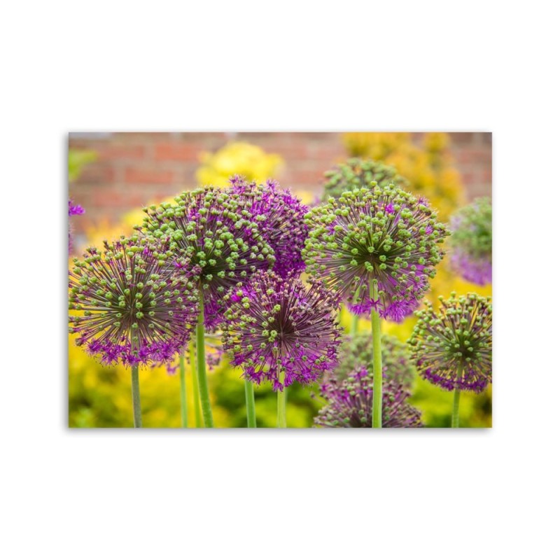 Leinwandbild - Zierlauch | Feeby