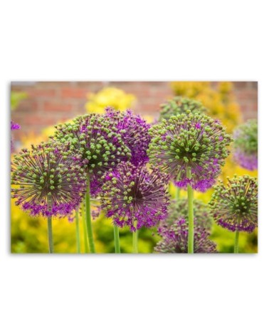 Leinwandbild - Zierlauch | Feeby