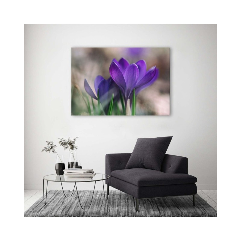 Bild auf Leinwand - Frühlingskrokusse | Feeby