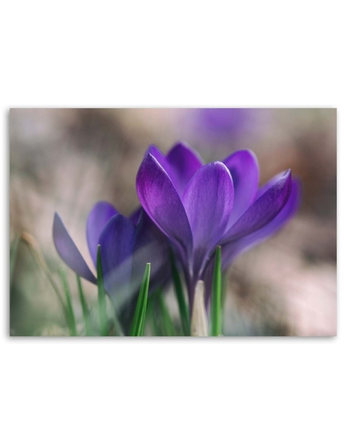 Modern bedroom painting - Spring crocuses | FEEBY