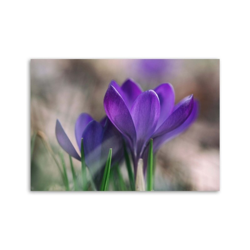 Bild auf Leinwand - Frühlingskrokusse | Feeby