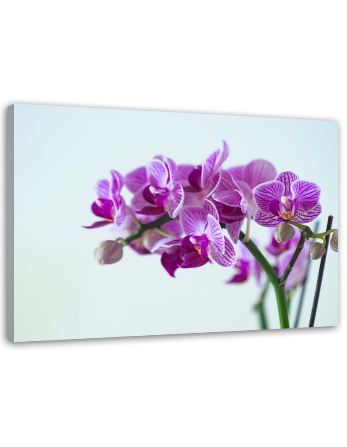 Leinwandbild modern - Zweigstelle Orchidee | Feeby