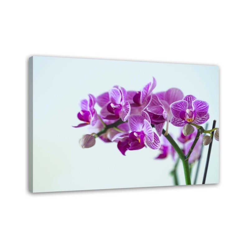 Leinwandbild modern - Zweigstelle Orchidee | Feeby