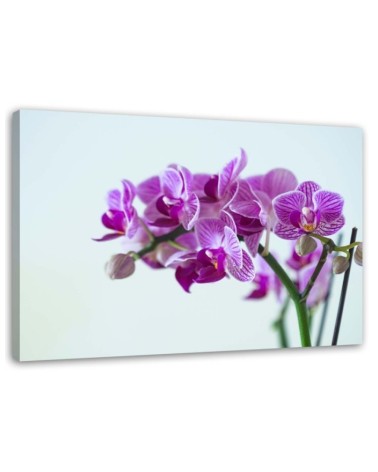 Canvas painting for the living room - Orchid branch | FEEBY