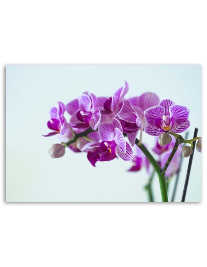 Canvas painting for the living room - Orchid branch | FEEBY