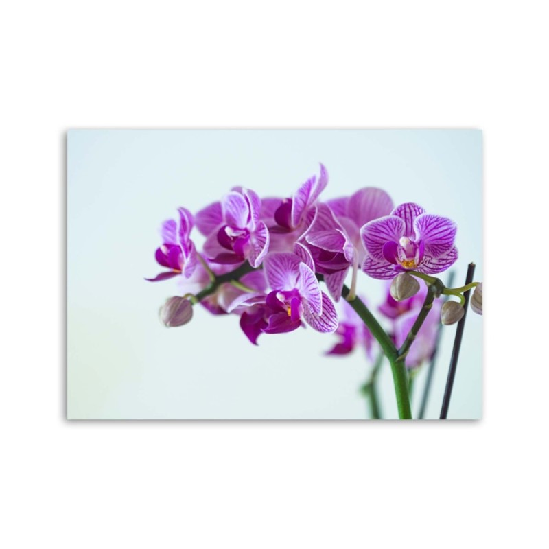 Leinwandbild modern - Zweigstelle Orchidee | Feeby