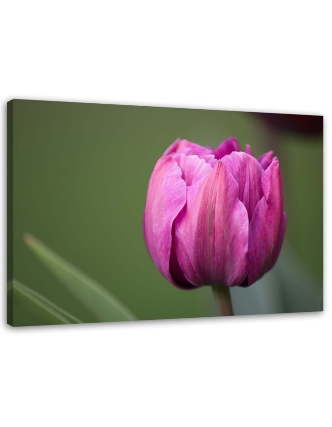 Modernes Wandbild - Lila Tulpenblüte | Feeby