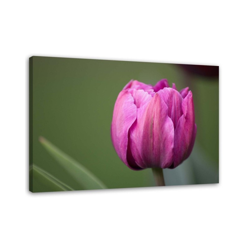 Modernes Wandbild - Lila Tulpenblüte | Feeby