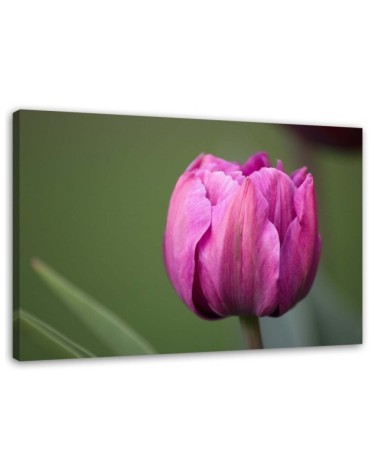 Modernes Wandbild - Lila Tulpenblüte | Feeby