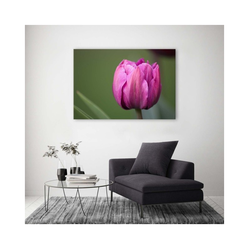 Modernes Wandbild - Lila Tulpenblüte | Feeby