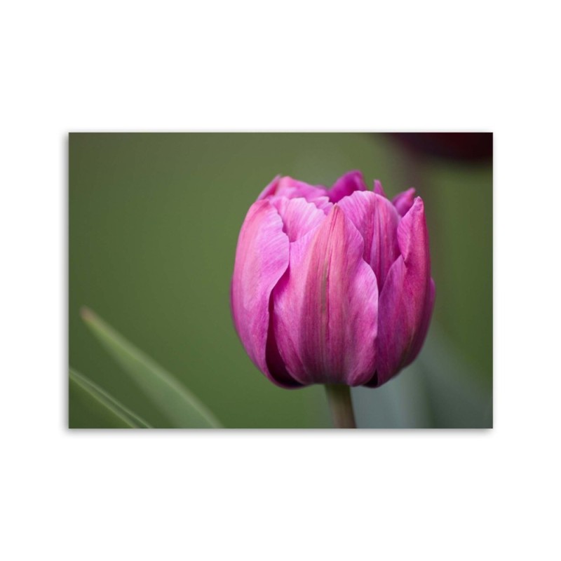 Modernes Wandbild - Lila Tulpenblüte | Feeby