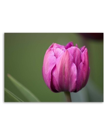 Modernes Wandbild - Lila Tulpenblüte | Feeby