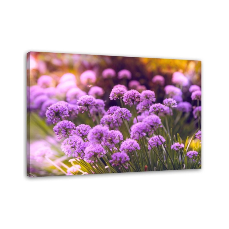 Bild auf Leinwand - Lila Garten | Feeby