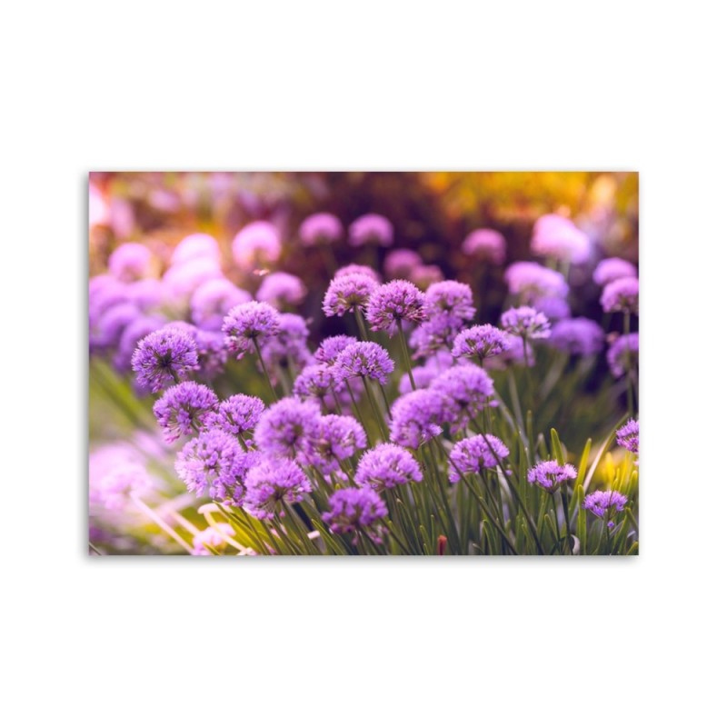 Bild auf Leinwand - Lila Garten | Feeby