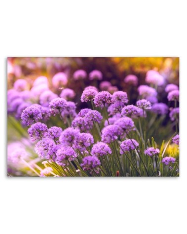 Bild auf Leinwand - Lila Garten | Feeby