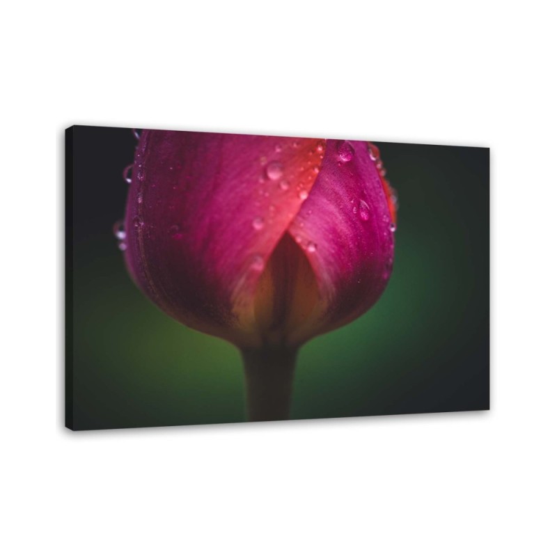 Modern Canvas painting for living room - Rose in dewdrops | FEEBY